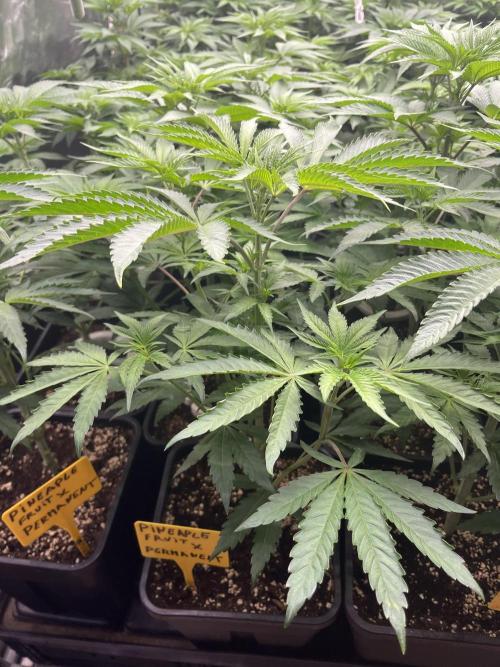 Runtz x Layer Cake. Week 5