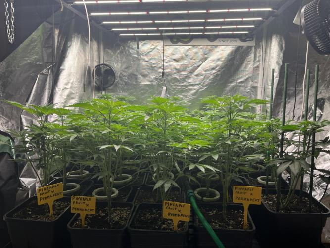 Runtz x Layer Cake. Week 5