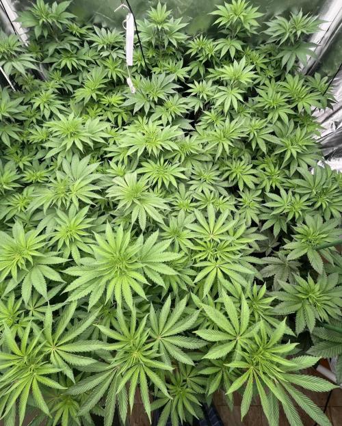 Runtz x Layer Cake. Week 5