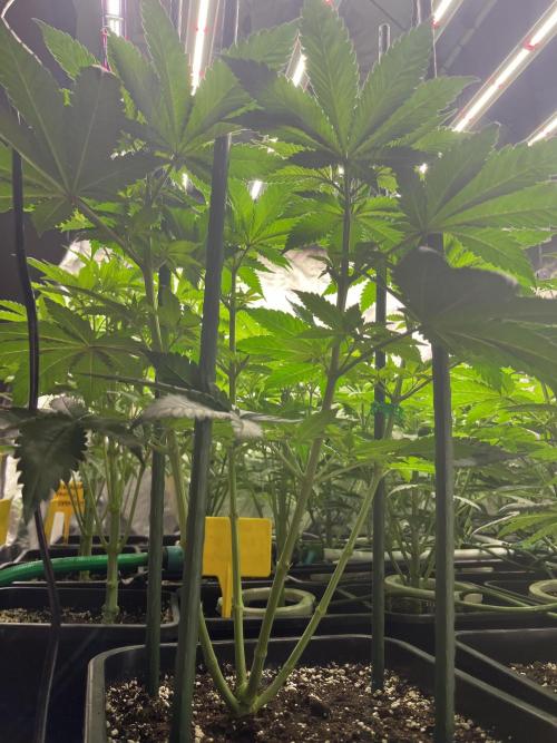 Runtz x Layer Cake. Week 5
