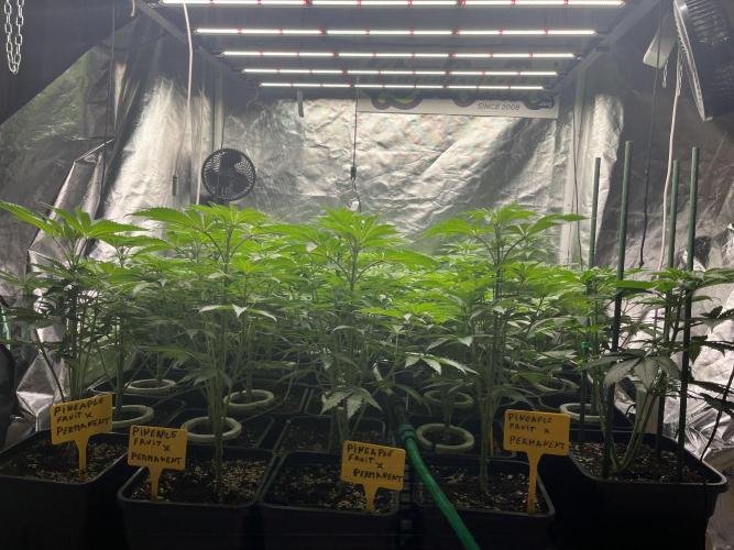 Runtz x Layer Cake. Week 5