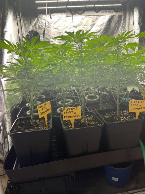 Runtz x Layer Cake. Week 5