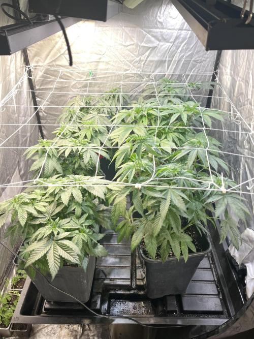 SCROG RUNTZ X LAYER CAKE. Week 4