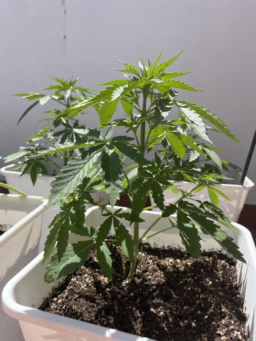 Sheer Seeds Autos de cogolandia. Week 4