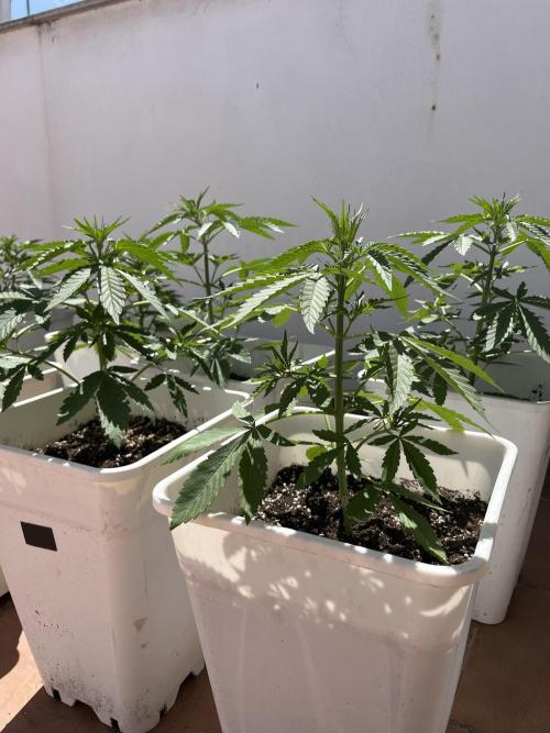 Sheer Seeds Autos de cogolandia. Week 4
