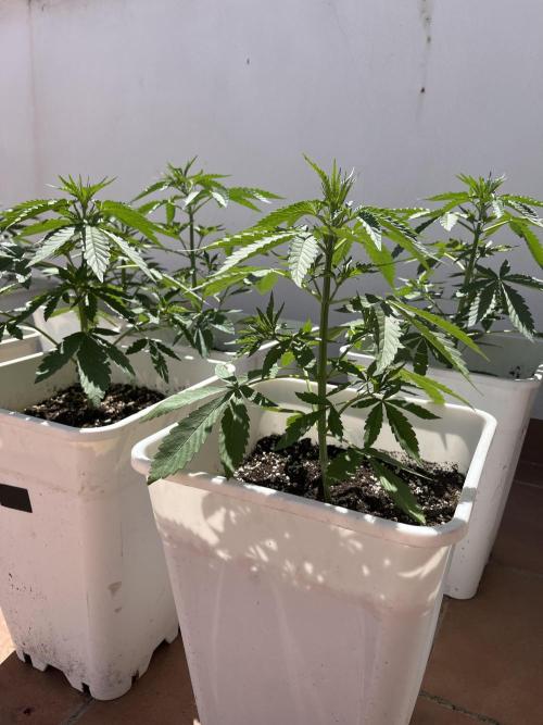 Sheer Seeds Autos de cogolandia. Week 4