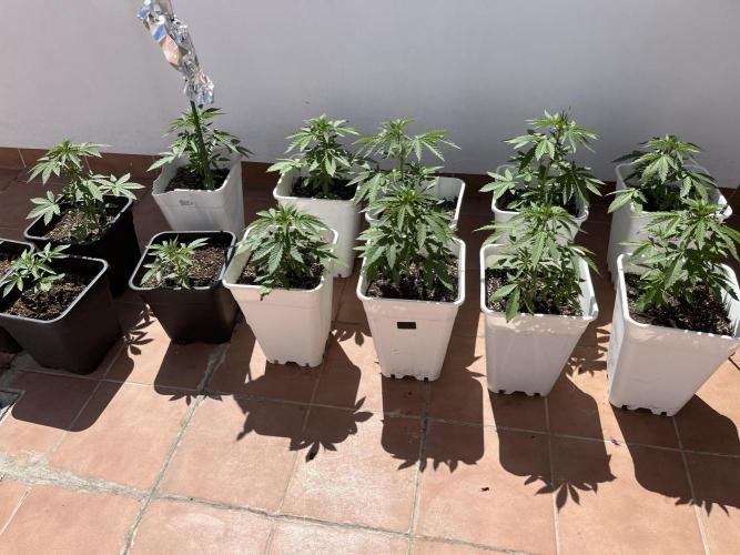 Sheer Seeds Autos de cogolandia. Week 4