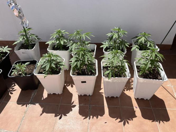 Sheer Seeds Autos de cogolandia. Week 4