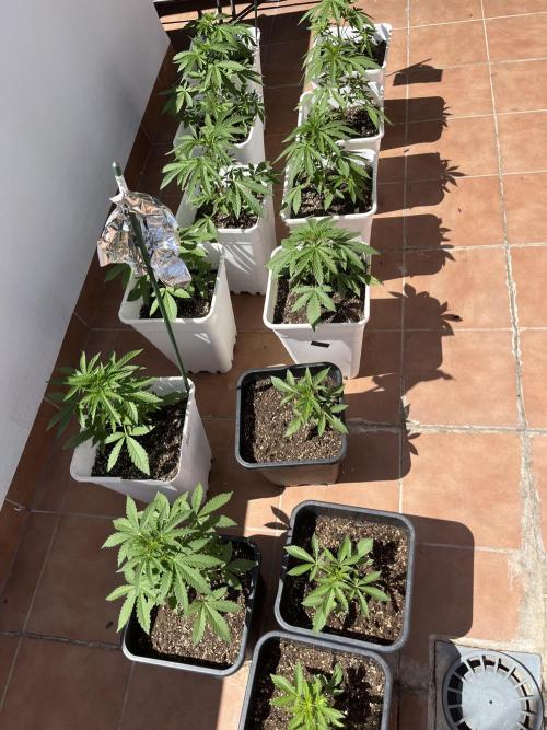 Sheer Seeds Autos de cogolandia. Week 4
