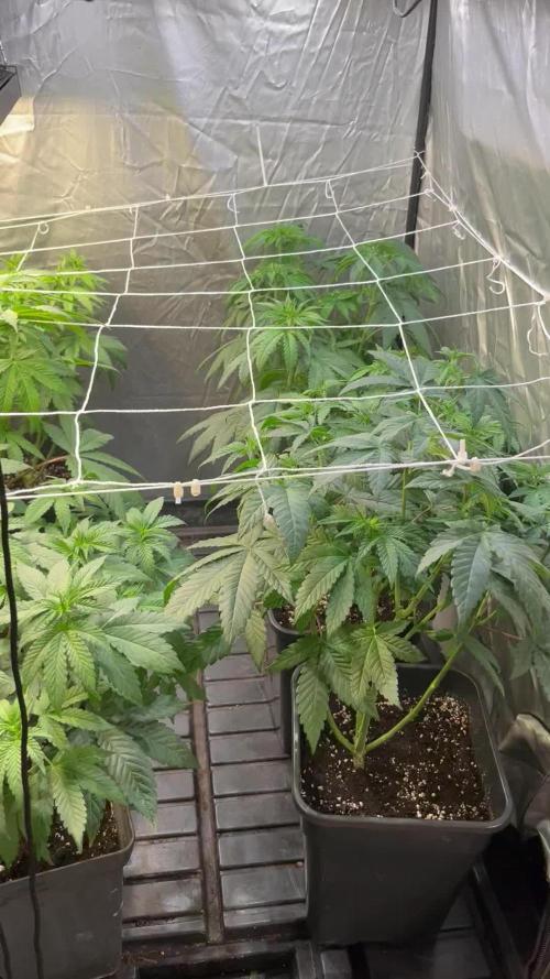 SCROG RUNTZ X LAYER CAKE