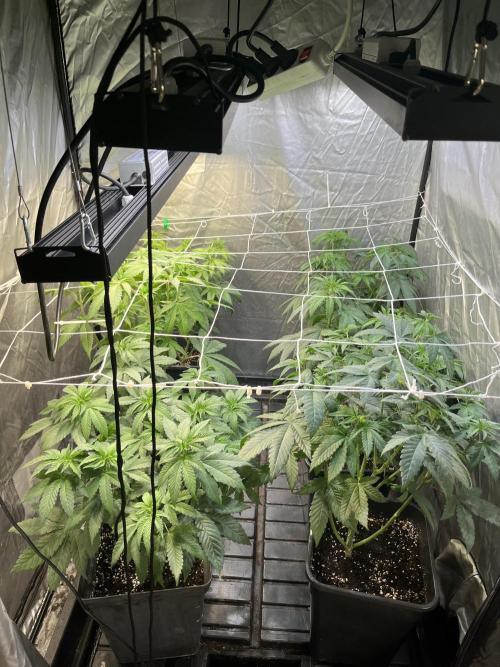 SCROG RUNTZ X LAYER CAKE. Week 5