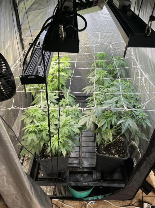 Runtz x Layer Cake. Week 5