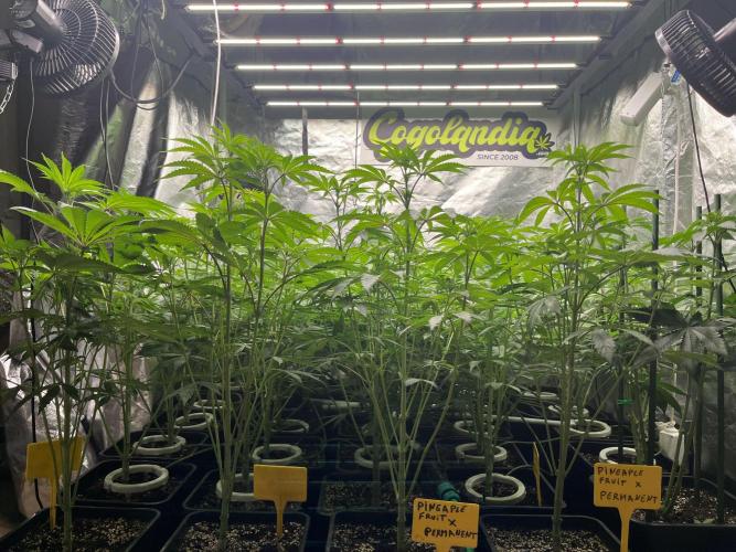 Runtz x Layer Cake. Week 6
