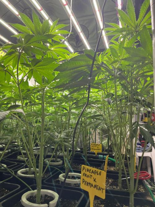 Runtz x Layer Cake. Week 6