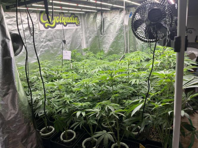 Runtz x Layer Cake. Week 6