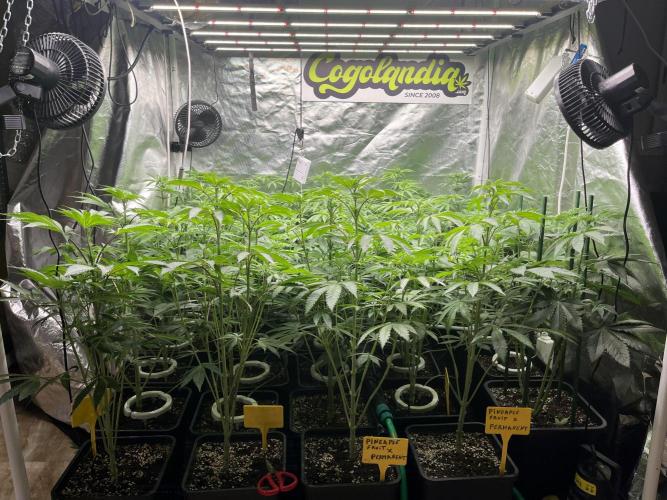 Runtz x Layer Cake. Week 6