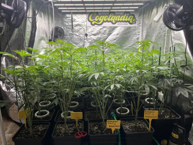 Runtz x Layer Cake. Week 6