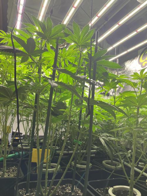 Runtz x Layer Cake. Week 6