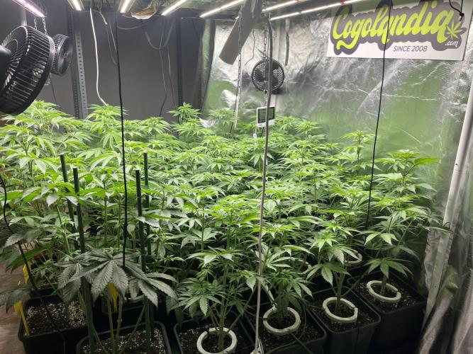 Runtz x Layer Cake. Week 6
