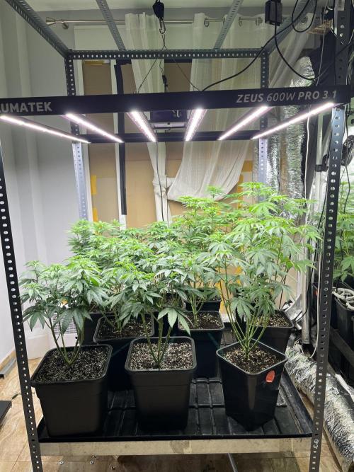 SCROG RUNTZ X LAYER CAKE. Week 6