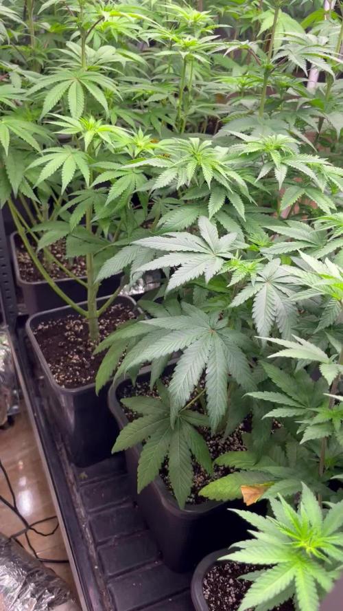 SCROG RUNTZ X LAYER CAKE