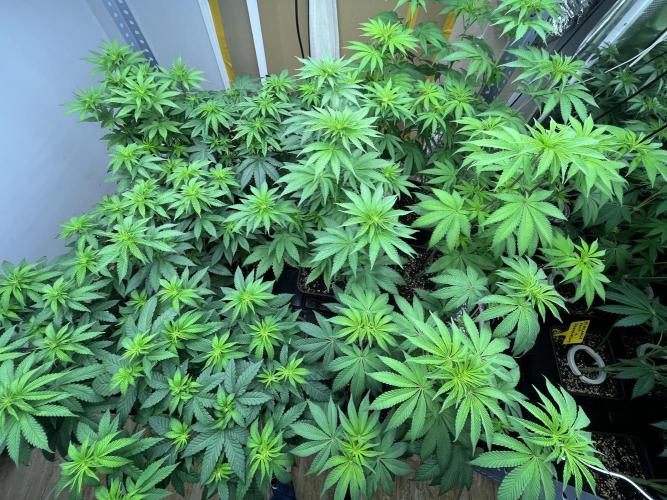 SCROG RUNTZ X LAYER CAKE. Week 6