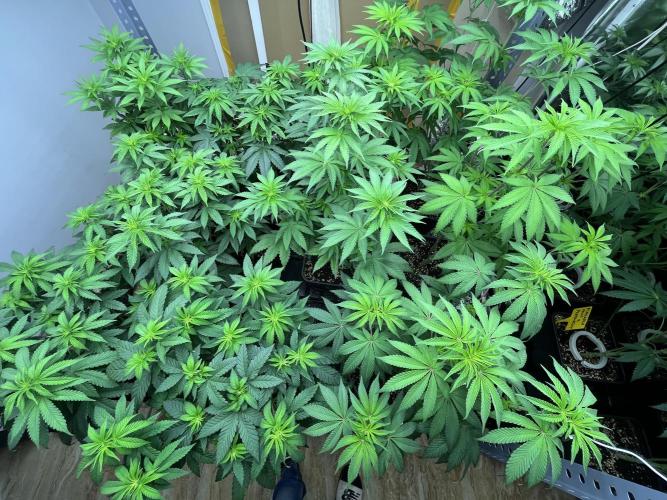 SCROG RUNTZ X LAYER CAKE. Week 6