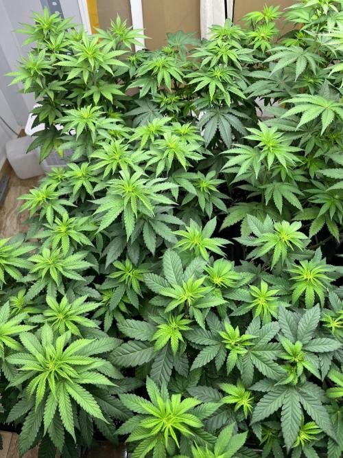 Runtz x Layer Cake. Week 6
