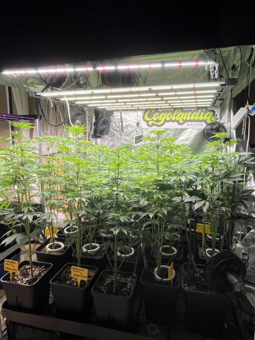 Runtz x Layer Cake. Week 7