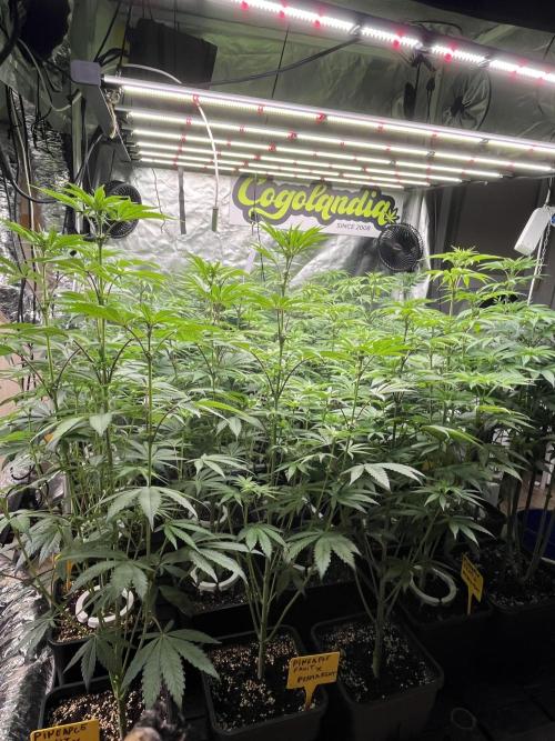 Runtz x Layer Cake. Week 7