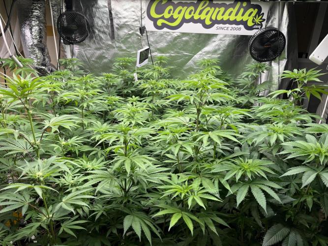 Runtz x Layer Cake. Week 7