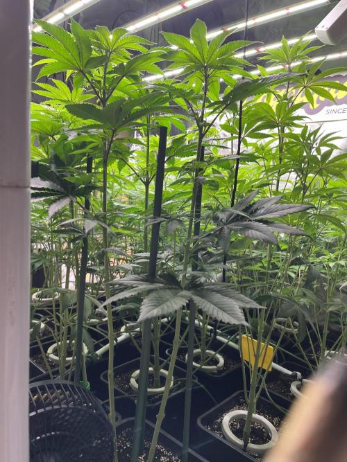 Runtz x Layer Cake. Week 7