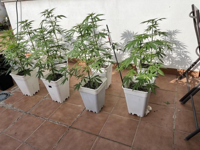 Sheer Seeds Autos de cogolandia. Week 5