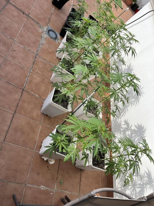 Sheer Seeds Autos de cogolandia. Week 5