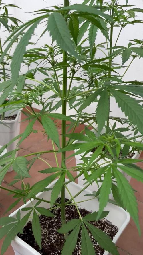 Sheer Seeds Autos de cogolandia