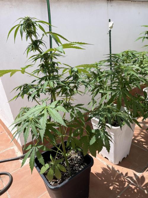 Sheer Seeds Autos de cogolandia. Week 6