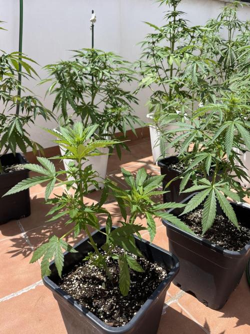 Sheer Seeds Autos de cogolandia. Week 6