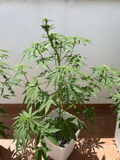 Sheer Seeds Autos de cogolandia. Week 6
