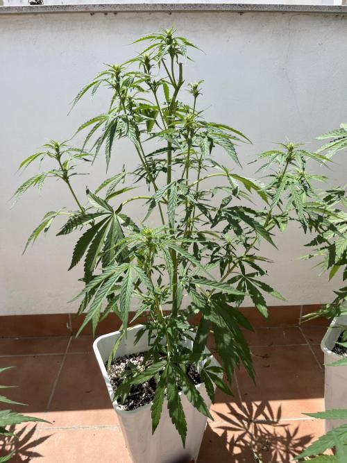 Sheer Seeds Autos de cogolandia. Week 6