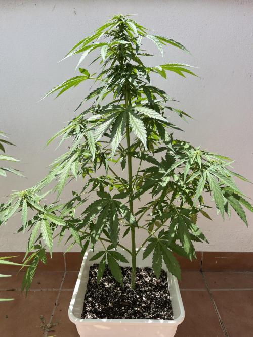 Sheer Seeds Autos de cogolandia. Week 6