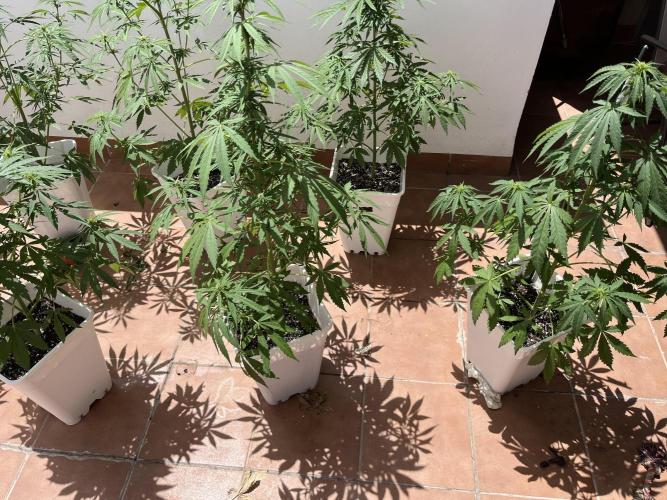 Sheer Seeds Autos de cogolandia. Week 6