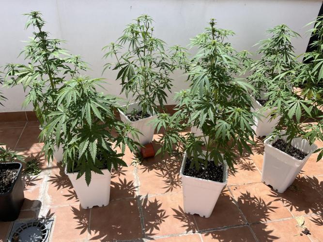 Sheer Seeds Autos de cogolandia. Week 6