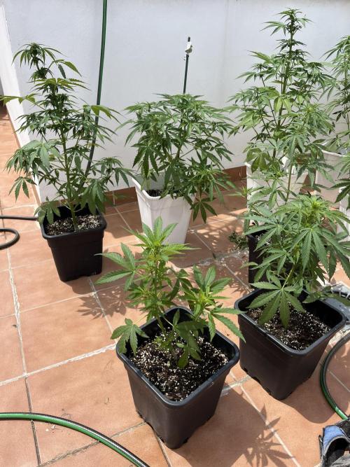 Sheer Seeds Autos de cogolandia. Week 6
