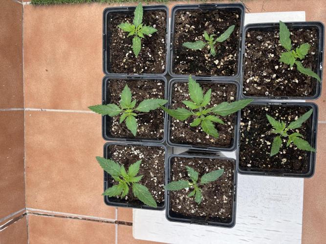 OG KUSH AUTO COGOLANDIA. Week 1