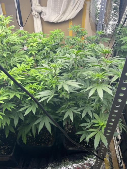 SCROG RUNTZ X LAYER CAKE. Week 7