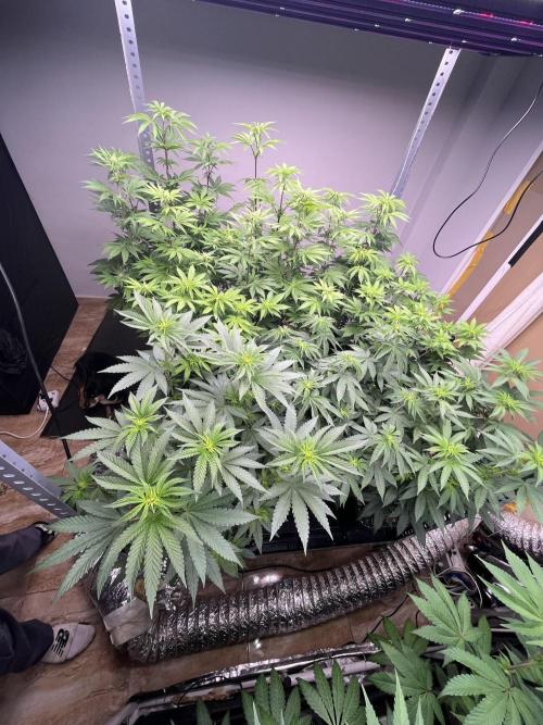 SCROG RUNTZ X LAYER CAKE. Week 7