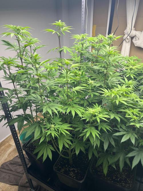 Runtz x Layer Cake. Week 7