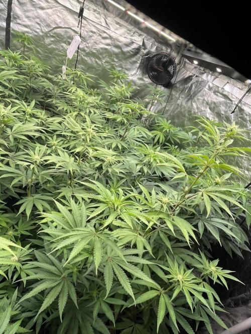 Runtz x Layer Cake. Week 8