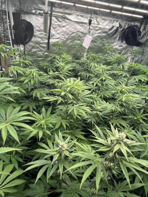 Runtz x Layer Cake. Week 8