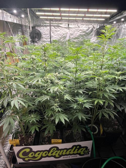 Runtz x Layer Cake. Week 8
